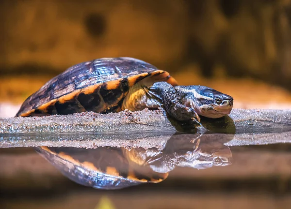 resting water turtle (terrapin)