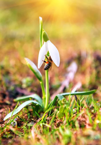 Snowdrops and live bee — Stock Photo, Image