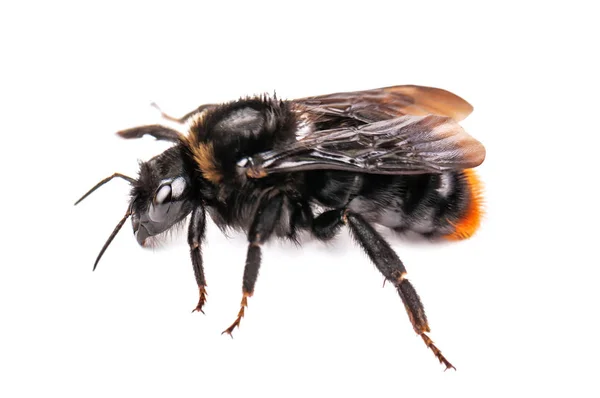Yaban arısı izole — Stok fotoğraf