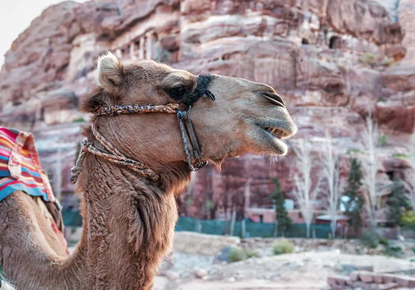 Retrato de lindo camello — Foto de Stock