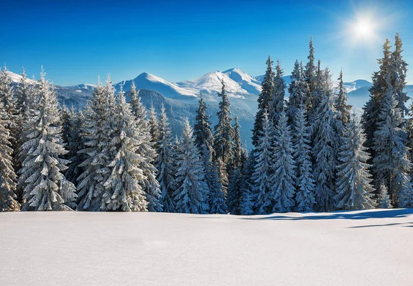 Abetos cubiertos de nieve en las montañas de invierno — Foto de Stock