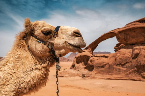 Cammello nel deserto di Wadi Rum — Foto Stock