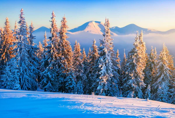 Vackert vinterlandskap vid soluppgången — Stockfoto