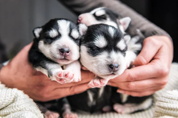 Cute newborne husky puppies in human hands — Fotografia de Stock