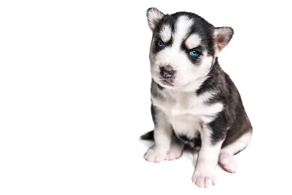 Husky puppy on white — Stock Photo, Image
