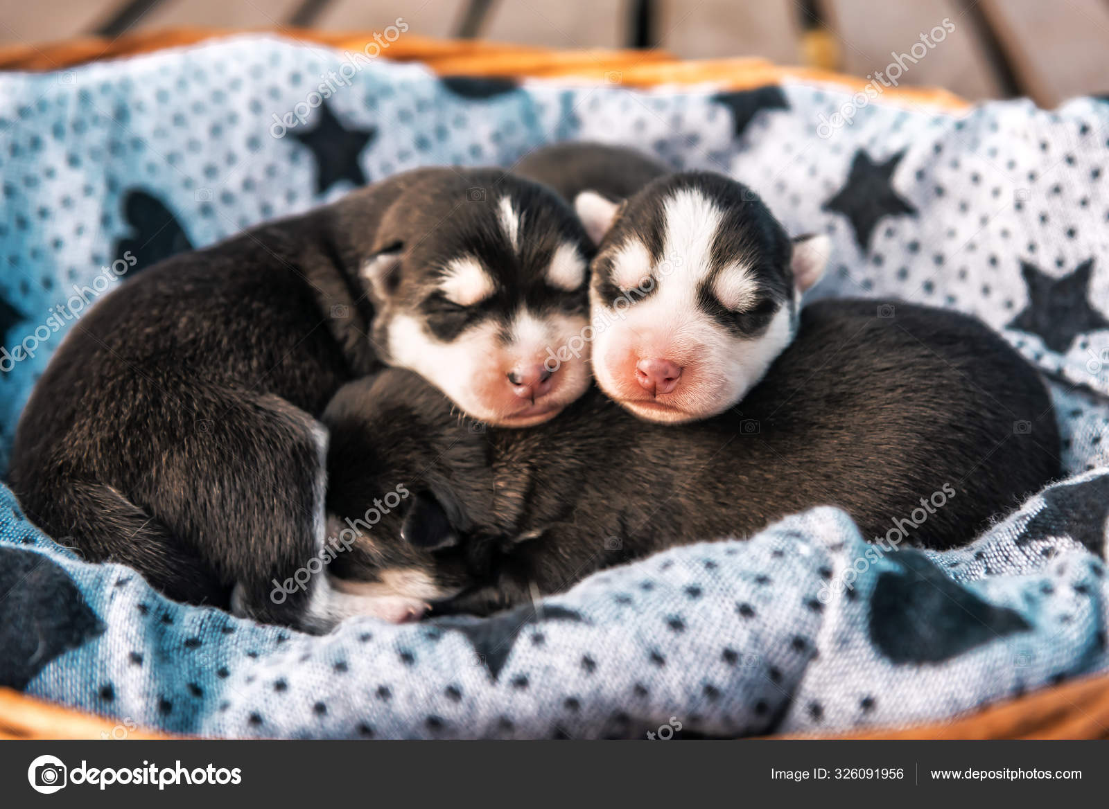 Fotos De Cachorros De Husky Siberiano Recien Nacido Durmiendo De Stock Cachorros De Husky Siberiano Recien Nacido Durmiendo Imagenes Libres De Derechos Depositphotos