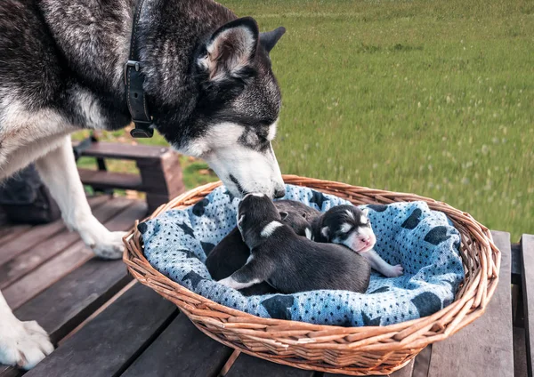 Purebred husky with puppies — Fotografia de Stock