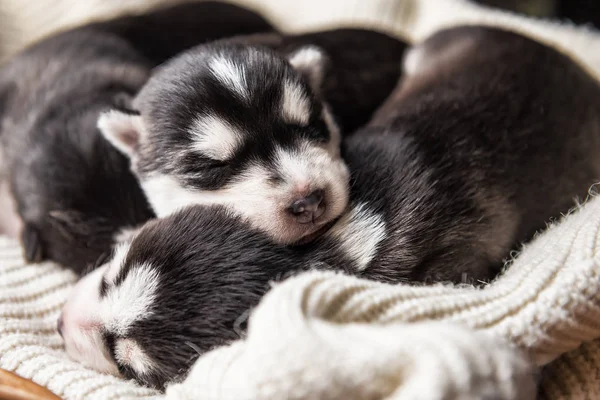 Sleeping newborne husky puppies — Fotografia de Stock