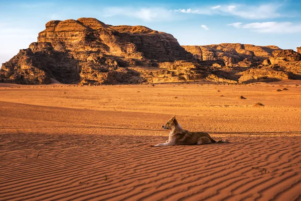 Stray dog in desert — Stockfoto