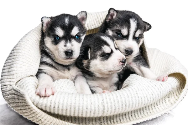 Three cute husky puppies on white — Fotografia de Stock