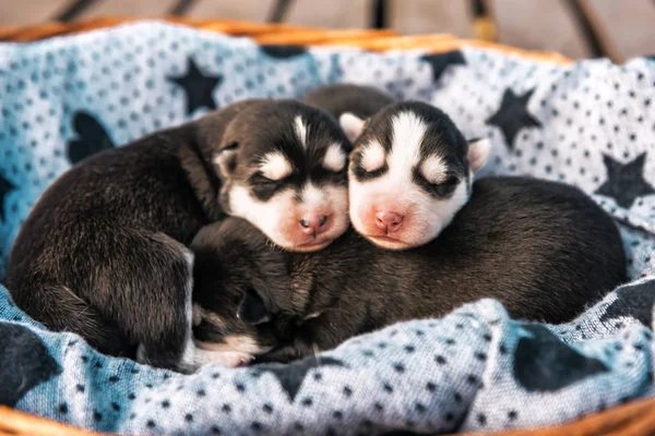 Three newborn husky puppies — Fotografia de Stock
