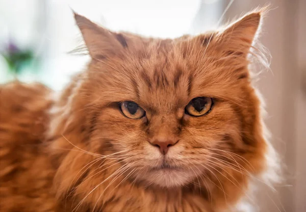 Gato rojo enojado —  Fotos de Stock