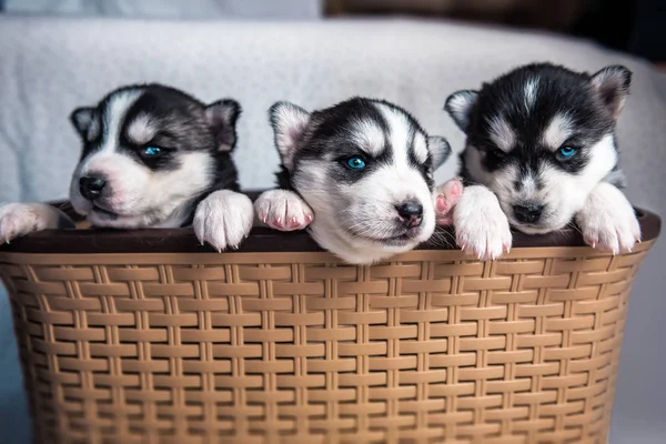Three husky puppies in basket — Photo