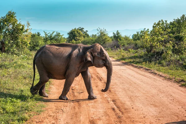 Wild elephant in nature reservation — стоковое фото