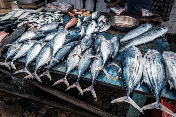 Various fresh fish in the port market — Stock fotografie