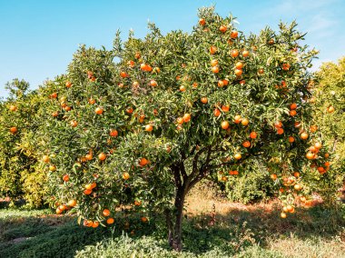 Olgun olgun portakal ağacı