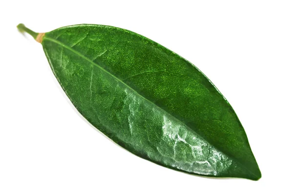 Green Ceylon tea leaf on white — 스톡 사진