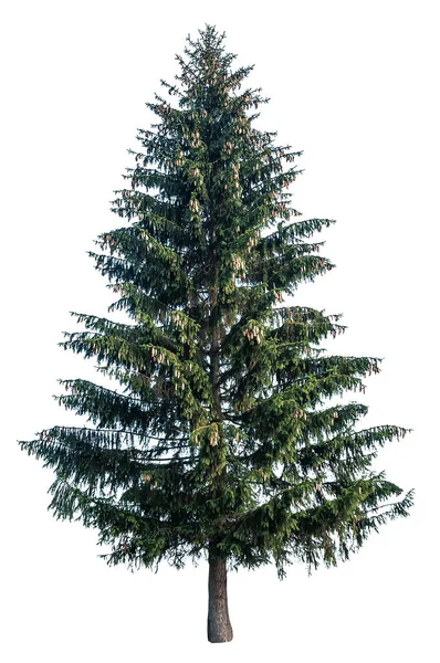 Sapin vert luxuriant sur blanc — Photo