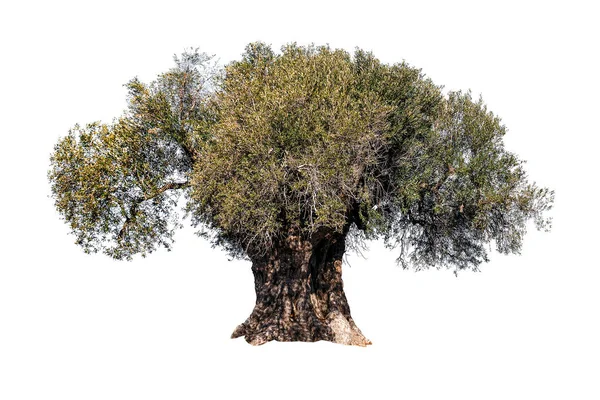 Старе оливкове дерево з листям на білому — стокове фото