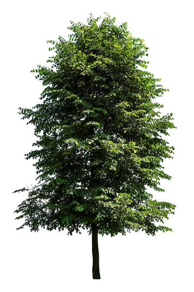 Tall linden tree on white — Stock Photo, Image