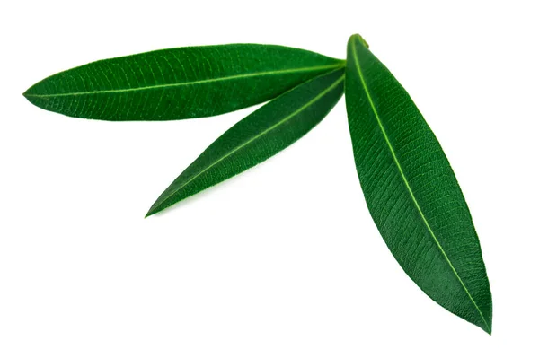 Three green olive leaves on white — Stock Photo, Image