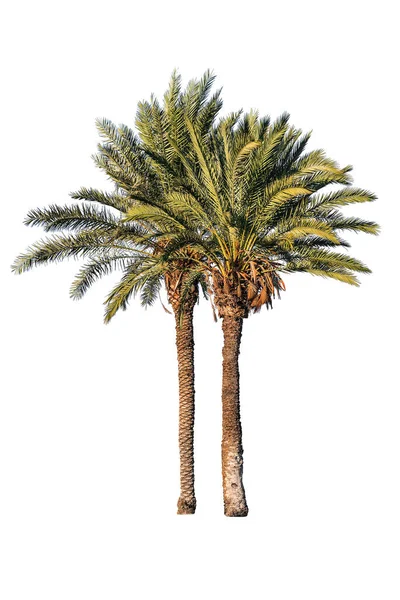 Deux palmiers sur blanc — Photo