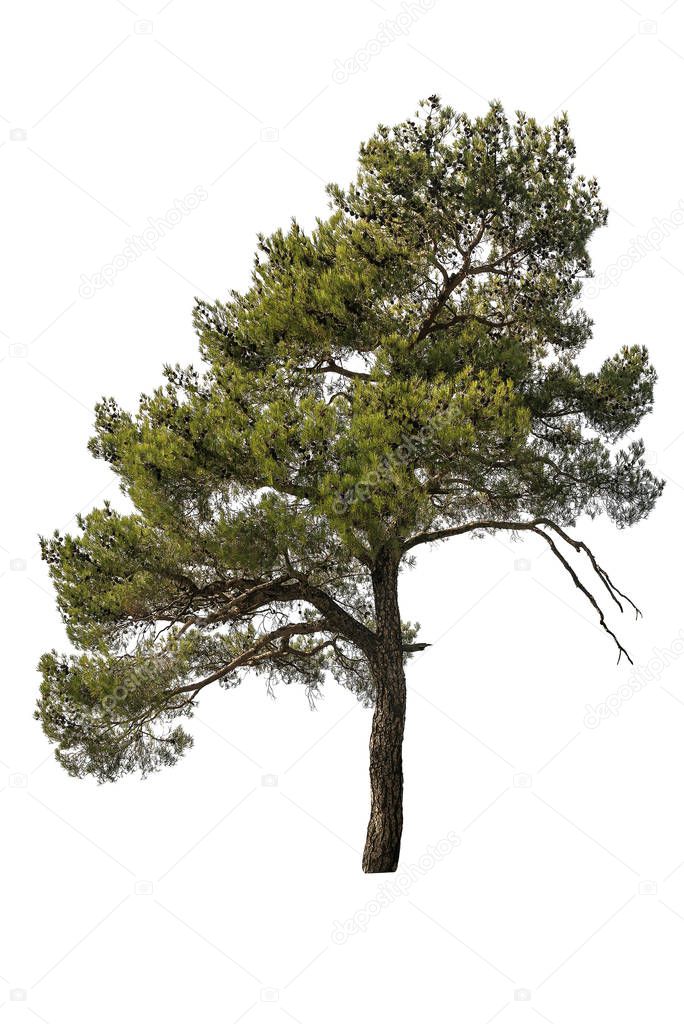 cedarwood pine on white