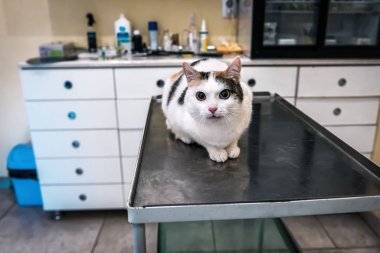 Veteriner kliniğinde üç renkli şirin bir kedi.