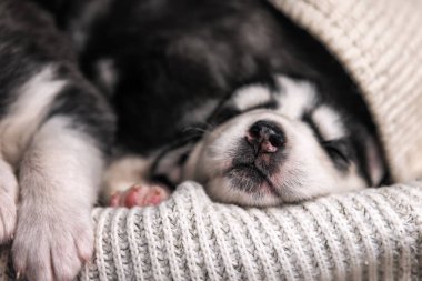 Uyuyan köpek yavrusunun tatlı burnu