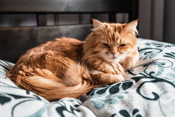 Милий Сплячий Втомлений Перський Червоний Кіт — стокове фото