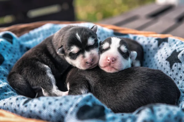 Três Bonitos Filhotes Cachorro Husky Recém Nascidos Adormecidos — Fotografia de Stock