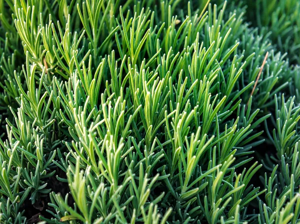 Verde Exuberante Alecrim Arbusto Como Uma Textura — Fotografia de Stock