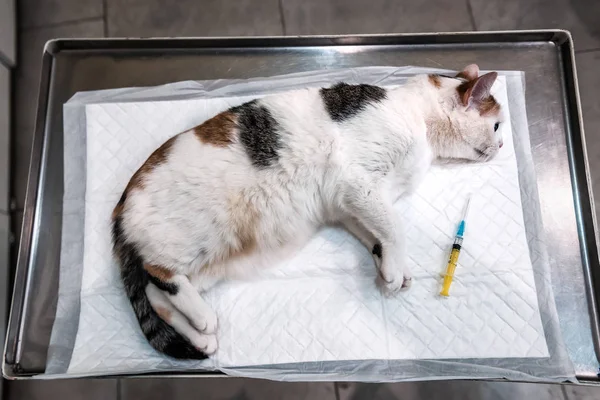 Триколорний Кіт Під Анестезією Перед Операцією Ветеринарі — стокове фото