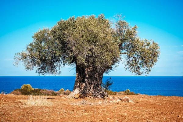 old lush olive tree over the sea under blue sky