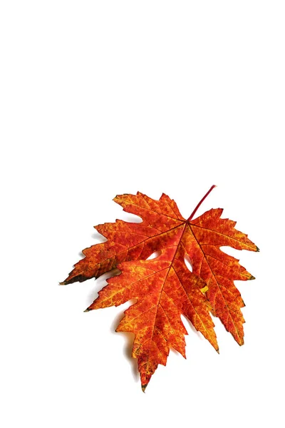 Folha Bordo Vermelho Outono Isolado Branco — Fotografia de Stock