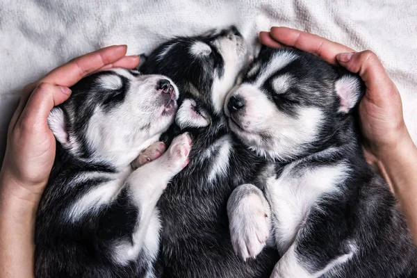 Três Cachorros Husky Adormecidos Mãos Humanas — Fotografia de Stock