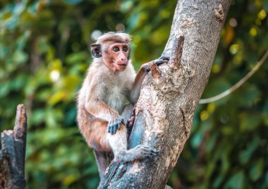 Güneydoğu Asya 'nın tropikal ormanları olan ağaçta bulunan Bonnet Macaque (maymun)