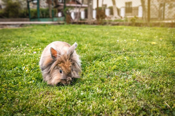 Schattig Pluizig Konijn Het Groene Gras — Stockfoto