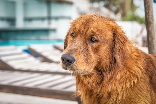 Portrait Chien Rouge Mignon Intelligent Labrador Retriever — Photo