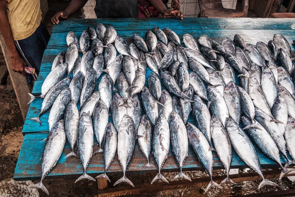 fresh tuna fish on the tropical fish market