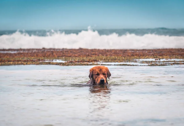 Golden Retriever Chien Flotte Dans Océan — Photo