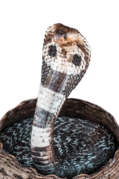Lebende Kobra Isoliert Auf Weiß — Stockfoto