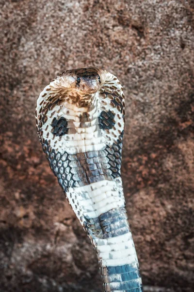 Levend Giftig Koning Cobra Portret — Stockfoto