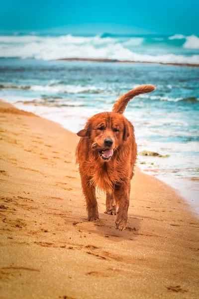 Leuke Golden Retriever Labrador Zittend Het Tropische Strand Baywatch — Stockfoto