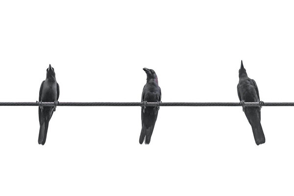 three black crows on the electrical wire isolated on white