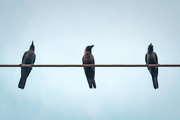three black crows on the electrical wire