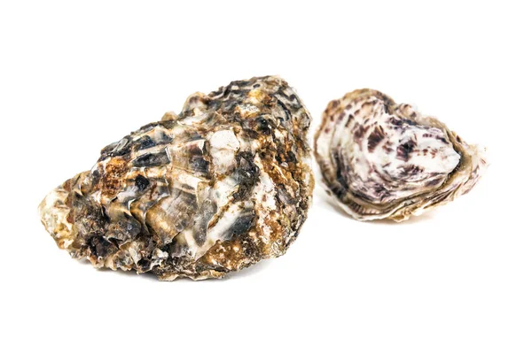 หอยนางรมด บสองต วแยกก นบนส ขาว — ภาพถ่ายสต็อก