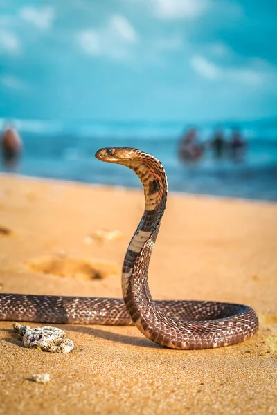 海滩上的野生皇家眼镜蛇 — 图库照片