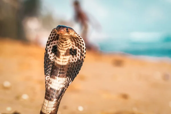 野生王蛇在海滩上的肖像 — 图库照片