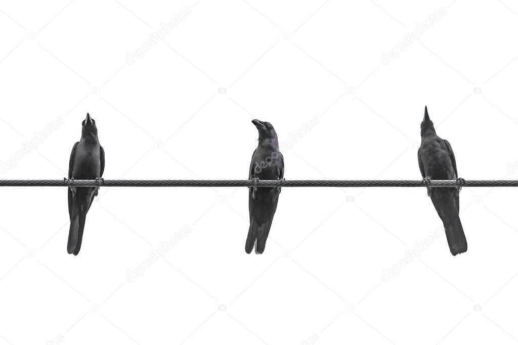 three black crows on the electrical wire isolated on white